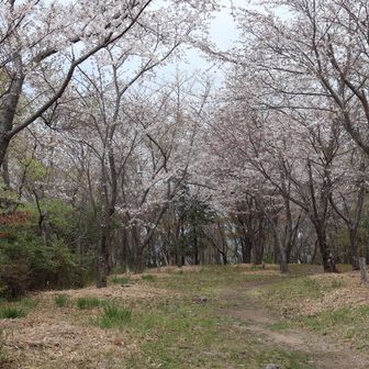 見満開の一歩手前だが強風で花びらが舞っていたので早めに訪れる方がいいかもしれない