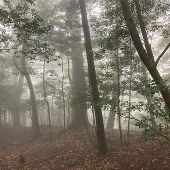 下山中
薄暗い霧の中を行く