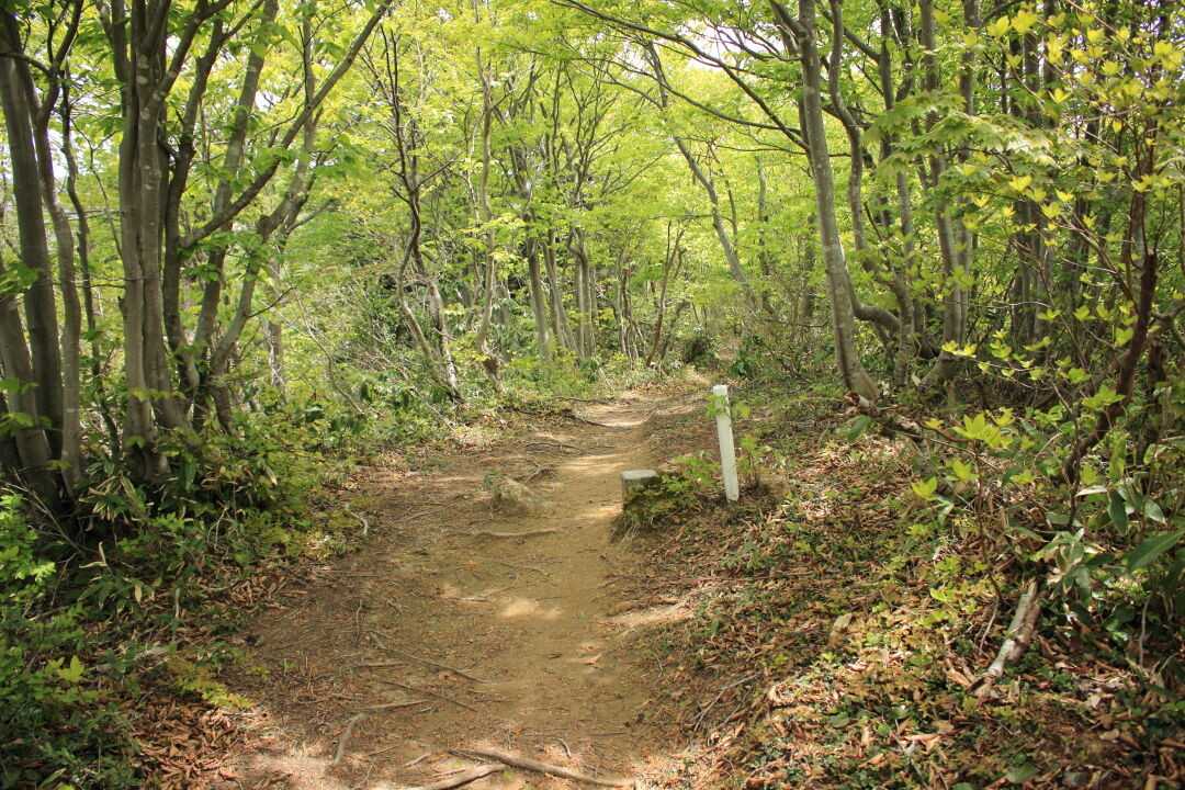 虚空蔵山の写真