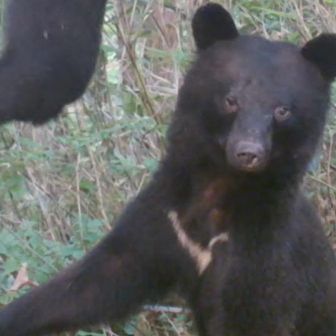 森のクマさん