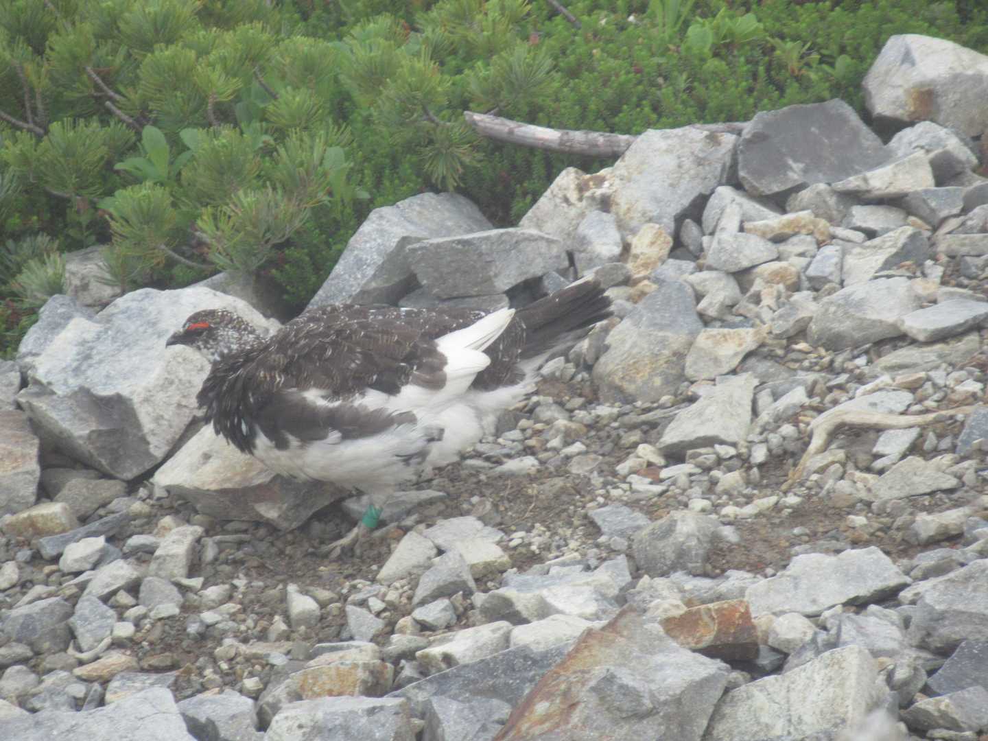 生涯初めてのライチョウ
🎶♡