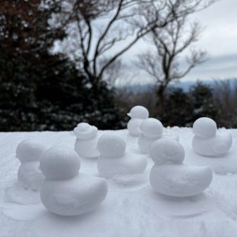 山頂付近は雪が沢山だった☃️🐤