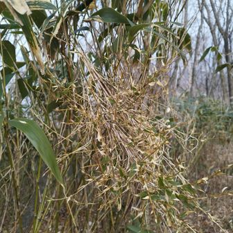 クマザサ花咲いたっぽい、花は何度か見たことがある、竹は100年に一度の開花と言われているが花を咲かすと枯れるという話は本当で実際にアズマネザサやその他で経過観察したことがある