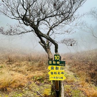 雲取峠も霧で展望が無い