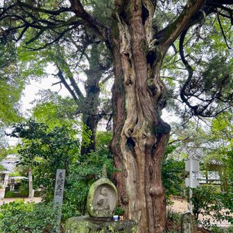 浄瑠璃寺境内にある古いイブキビャクシンの木