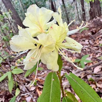 ヒカゲツツジ可愛い💕