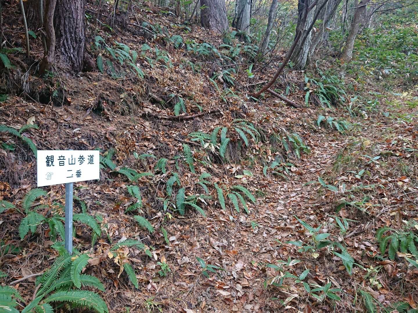 観音山 往復コースの写真
