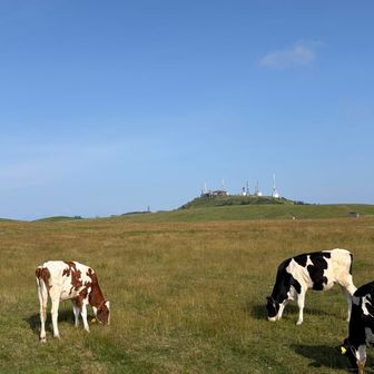 牛🐮🐮🐮🐮