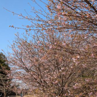 『恐竜広場』の桜🌸