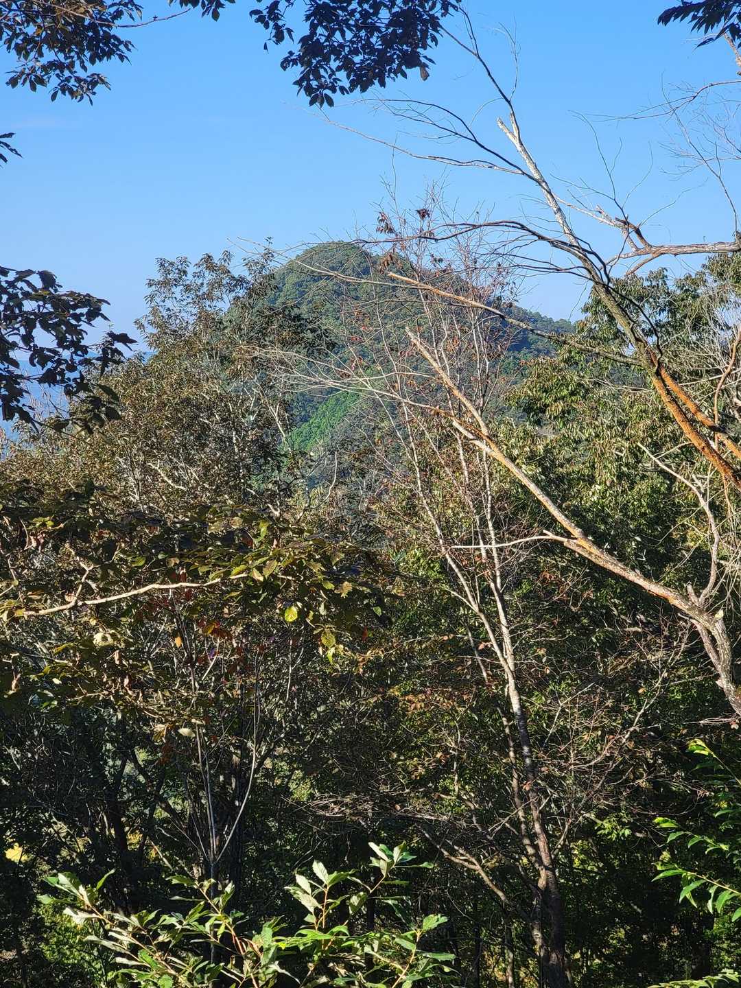 この後登る城山