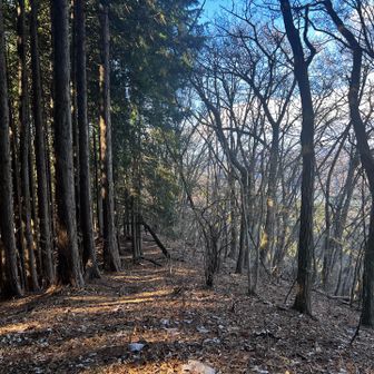 そのまま尾根道を進む。