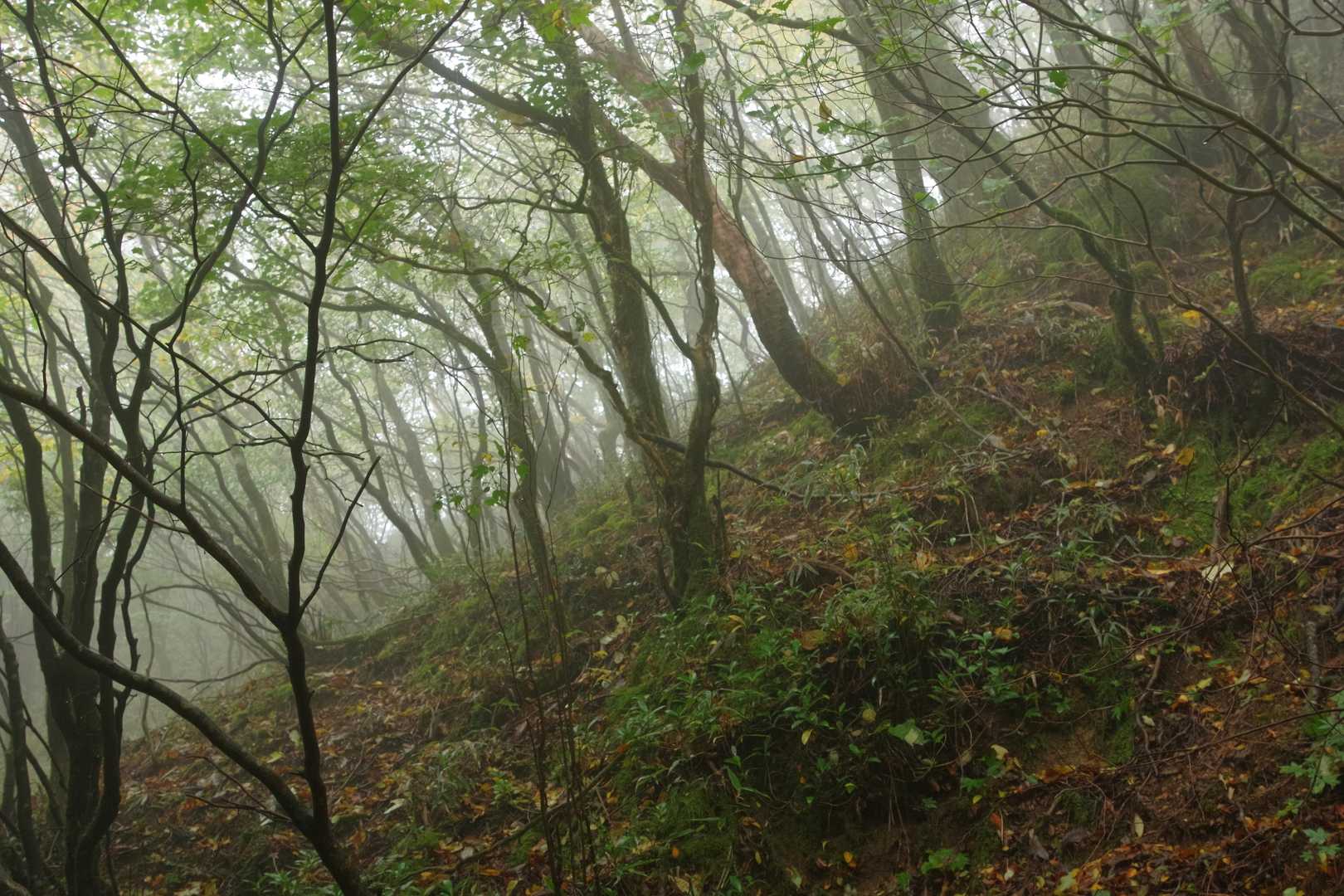霧景

水場付近