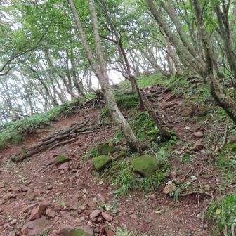 歩きやすい登山道を登って・・・
