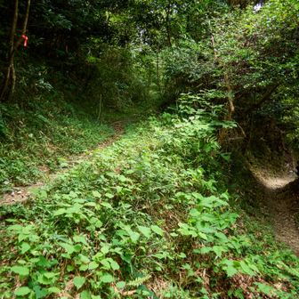 今回は左の路へ。