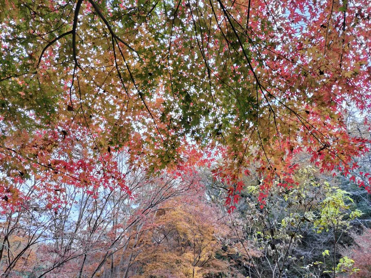 日南山 往復コースの写真