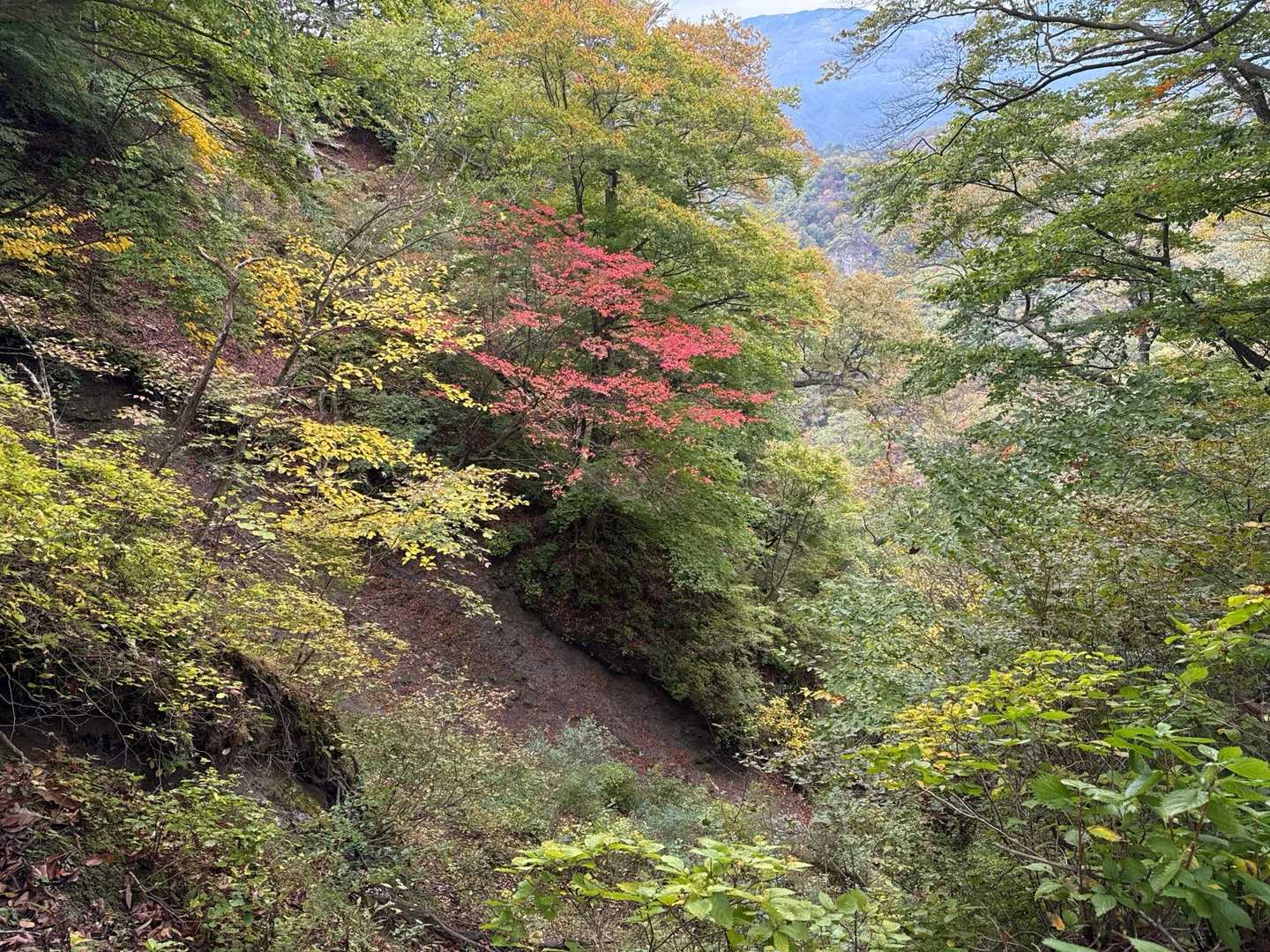 紅葉状況