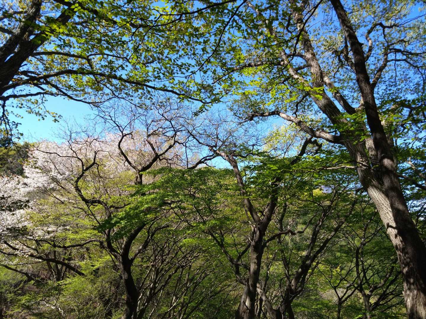 正丸駅-伊豆ヶ岳登山口-伊豆ヶ岳-山伏峠-前武川岳-武川岳 縦走コースの写真