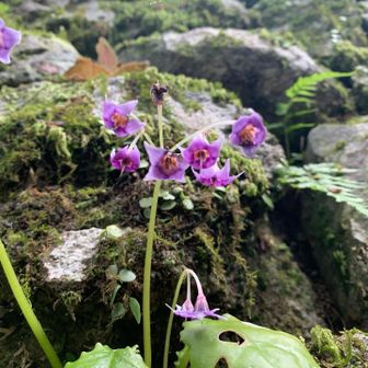 石垣にお目当てのイワタバコが咲いてました