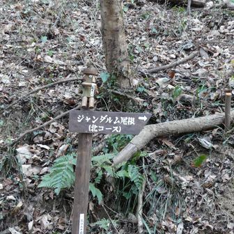 急な尾根を登っていきます