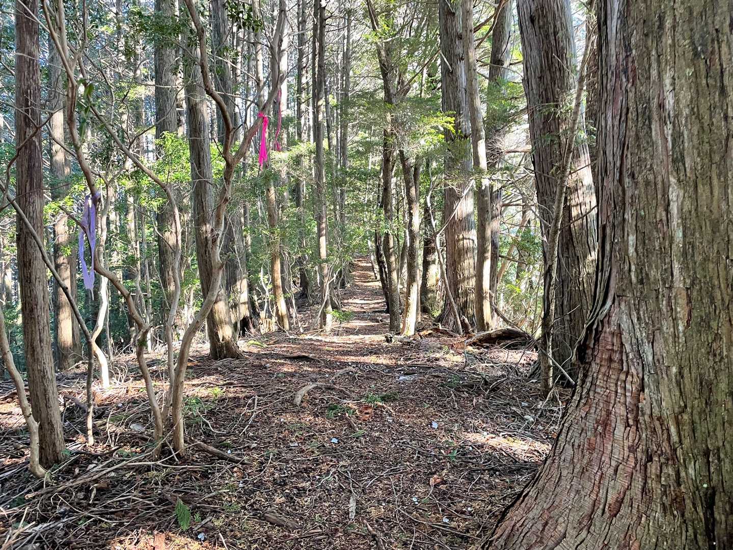 古戸山登山口-古戸山 往復コースの写真