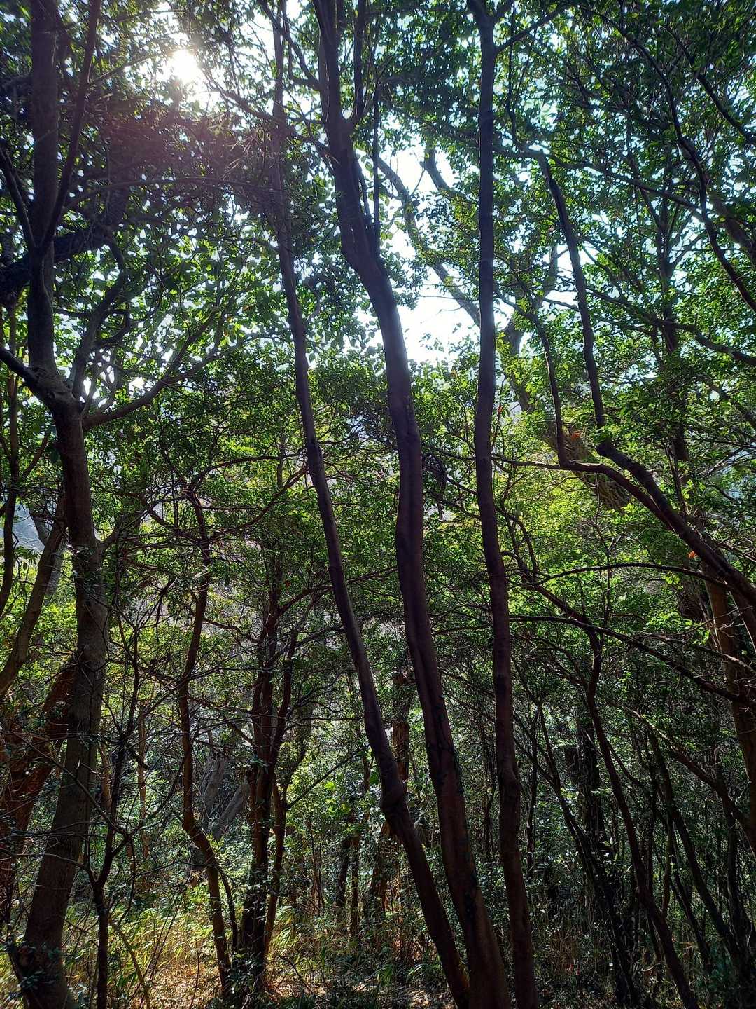 三ヶ根山登山口-三ヶ根観音-比島観音 往復コースの写真