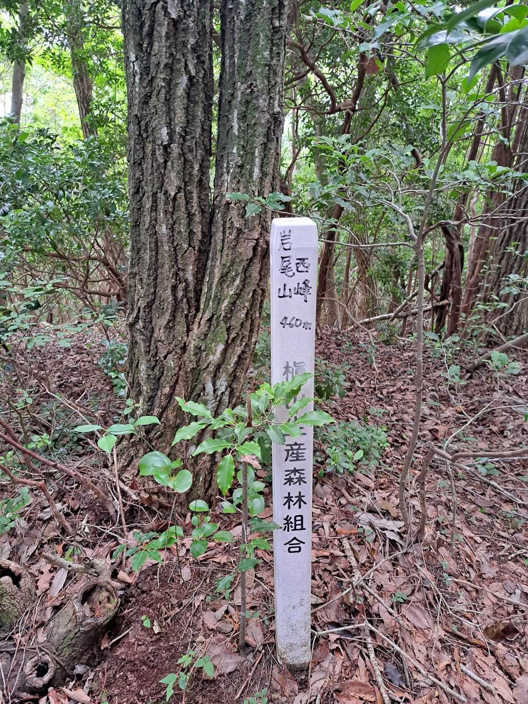 岩尾山西峰▲こちらも展望なし