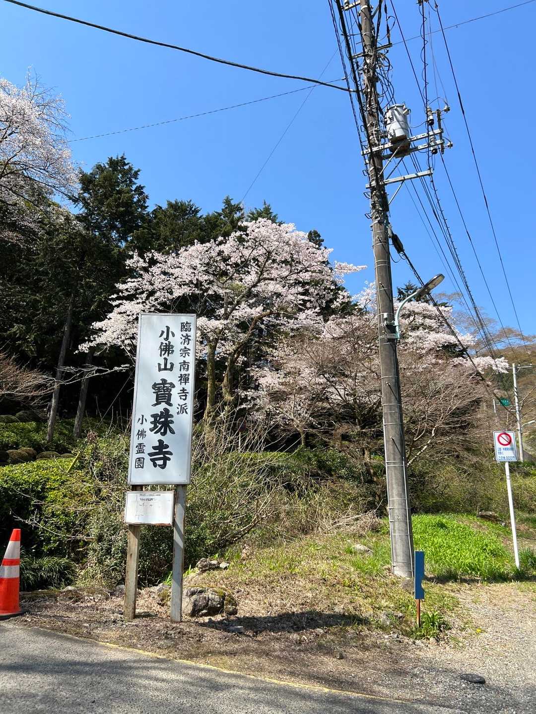 桜が咲いております😆。