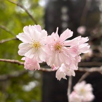 可愛い😍ジュウガツザクラ🌸　山門くぐるとありました
