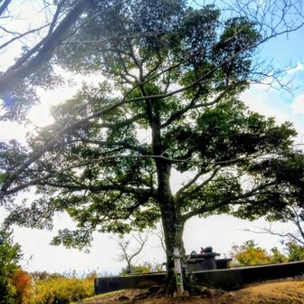 西峰のシンボリツリー(タブノキ)✨🎄✨