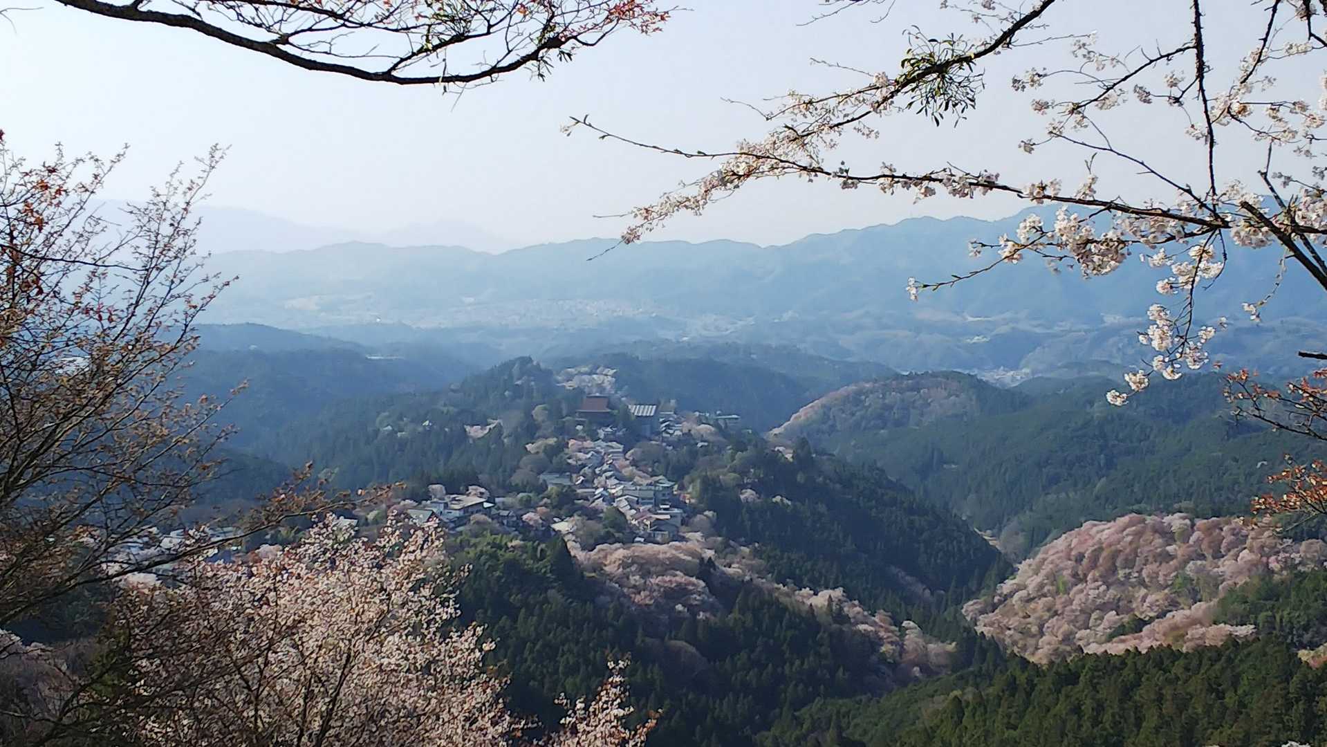 上千本からの蔵王堂①