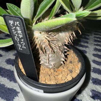 あたぼーや