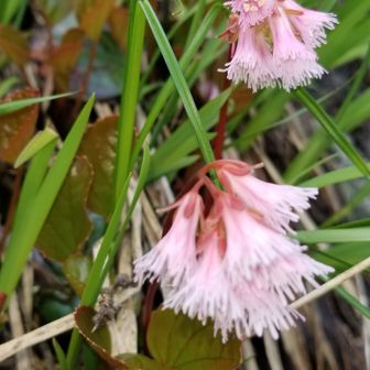 いわまっぷ日本百高山チャレンジ中
