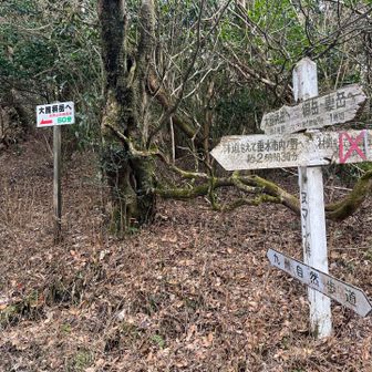 時間的に大箆柄岳まで行けそうなので行ってみる