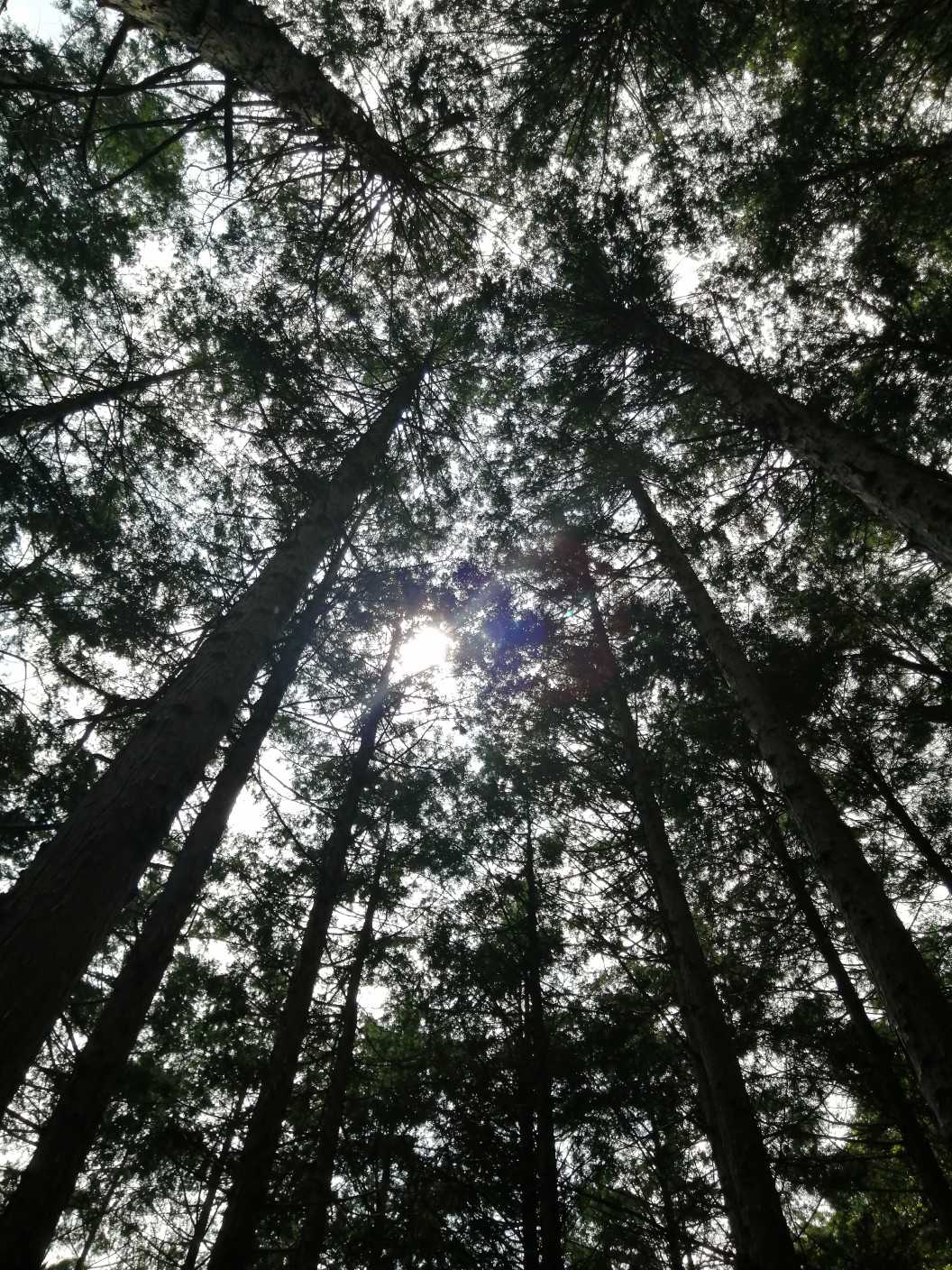 高屹山 周回コースの写真
