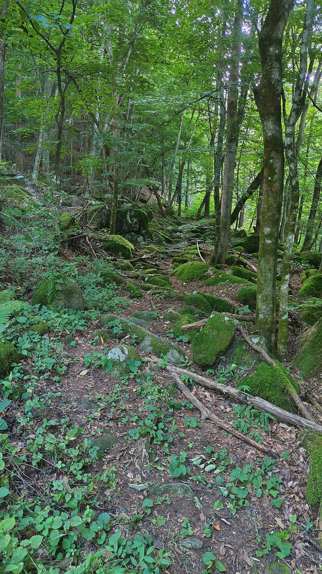 登山口の写メ忘れた(^^ゞ
苔生した登山道(^^♪