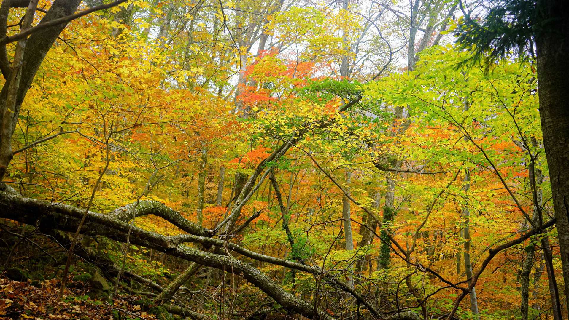 この辺の紅葉が一番だった。写真じゃ分からんね
