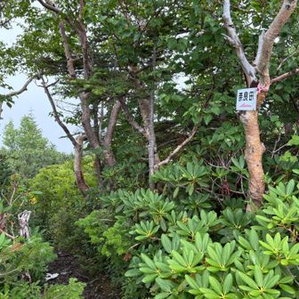 あとは奈良田までダイレクト尾根を檄下り。
倒木多数に滑る急登、マジきつかった
たぶん登る事は一生無いと思われる