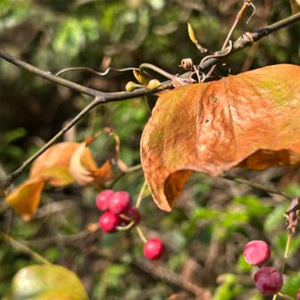 クロモジ(黒文字)にからみついてる
サルトリイバラ(猿捕り茨)