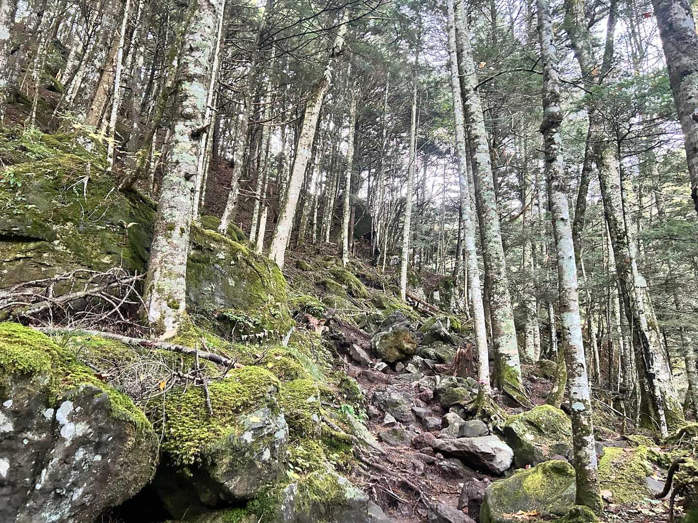 赤岳 | 苔むした森の清流とアルペンムード満点の岩稜をたどり、八ヶ岳最高峰への写真