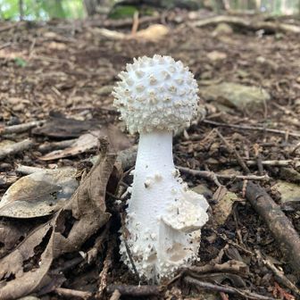 🍄