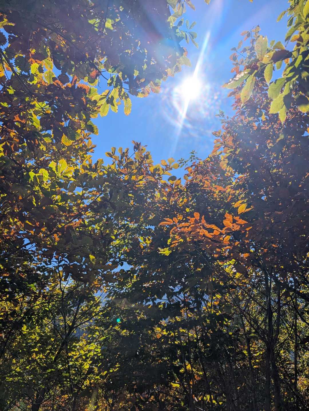 カラッと晴れた良い天気〜☀
空を見上げて幸せ感じます☺️