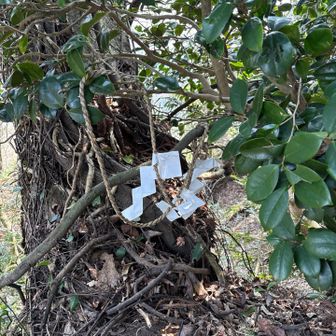 しめ縄かけてありました。