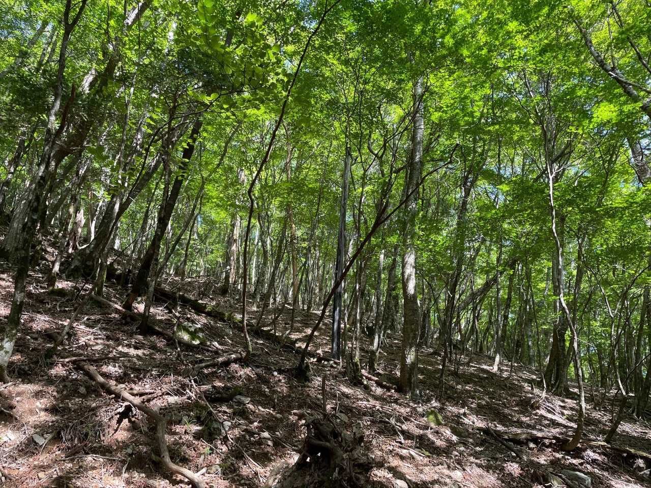 ずっと登りが続きます🤣でも、静かでいい感じ🎵