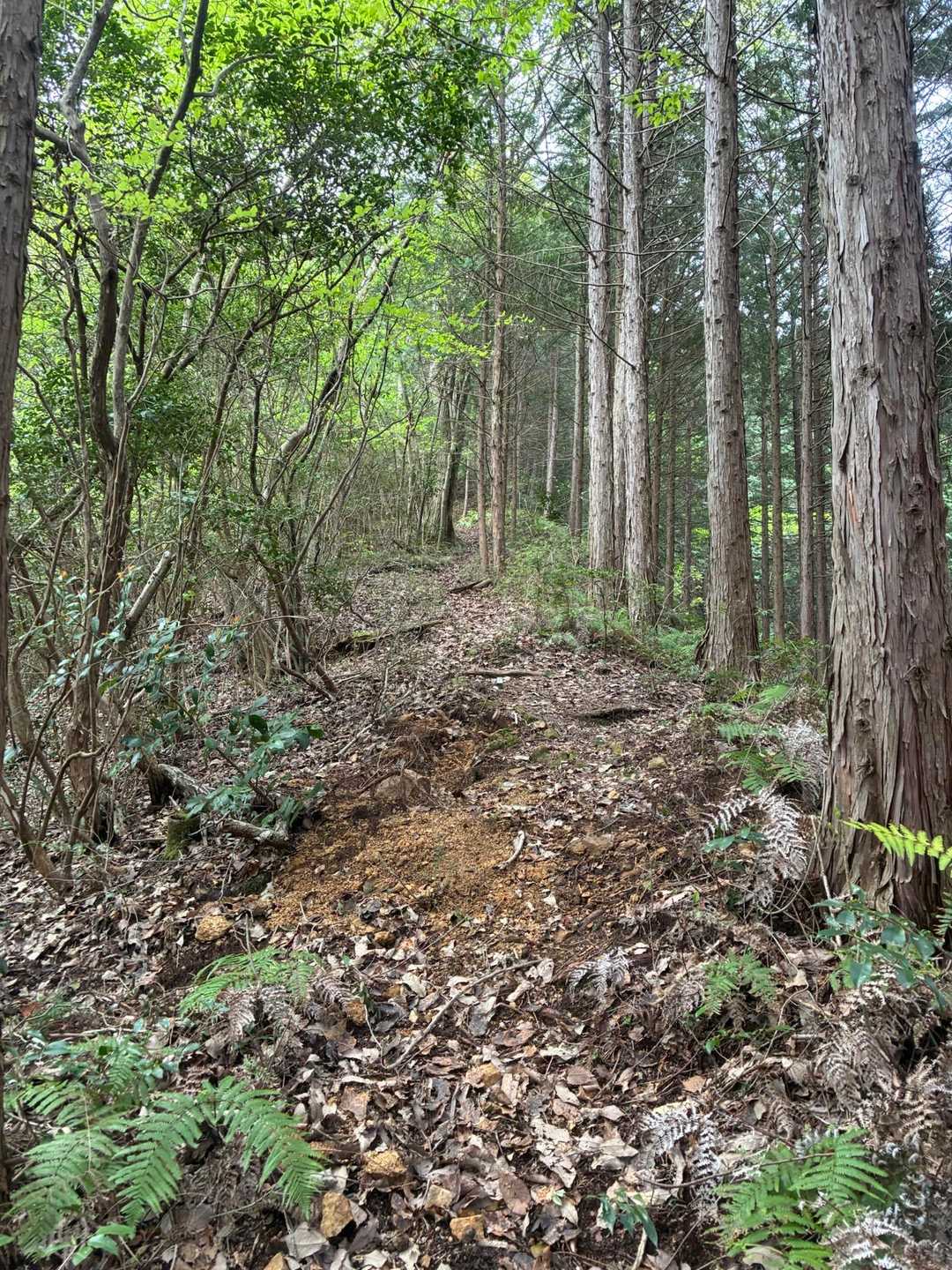 檜の樹林帯の急登が続く