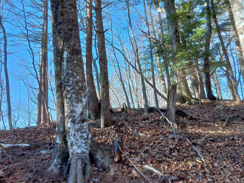 大垈山（山梨・1186m）| 登山ルート・天気 | YAMAP / ヤマップ
