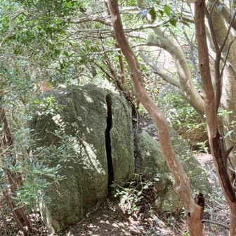 これの下に大岩があるようだったが、急坂だったのと、登山道から逸れるようだったので、先には進まず。