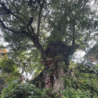 神代ケヤキ