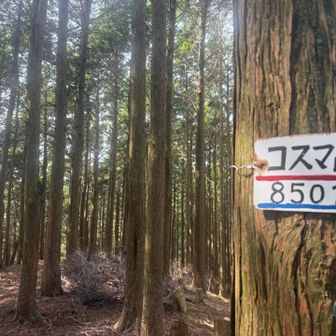 コスマ山850