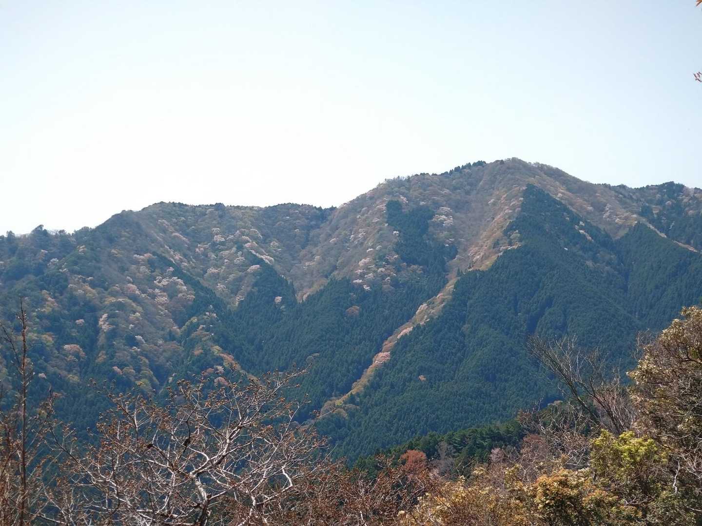 堀坂山
春色グラデーション🌸