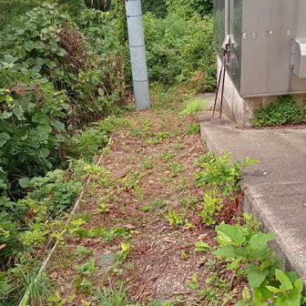 南外口至る!藪薮々獣道も見当らず?の状況∴雪積期迄お預け!